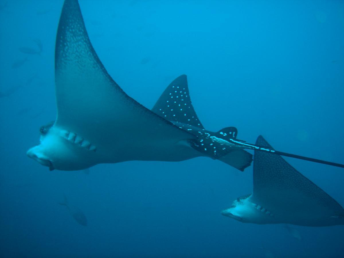 Mantaraya Lodge Puerto López Kültér fotó